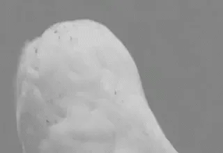 A six-panel black-and-white sequence shows a snowy owl turning its head from side to side, then facing forward with wide…