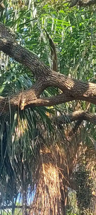 I stumbled upon an eye!