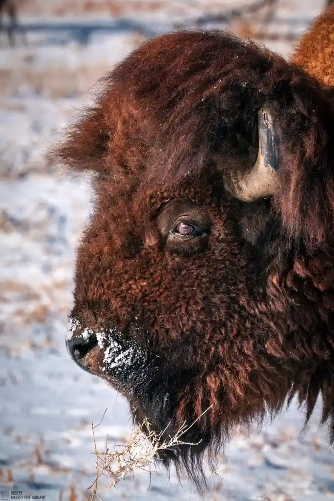 A close-up photograph of a bison's head in a snowy field, showing its thick brown fur, curved horn, and snow-dusted muzzle…