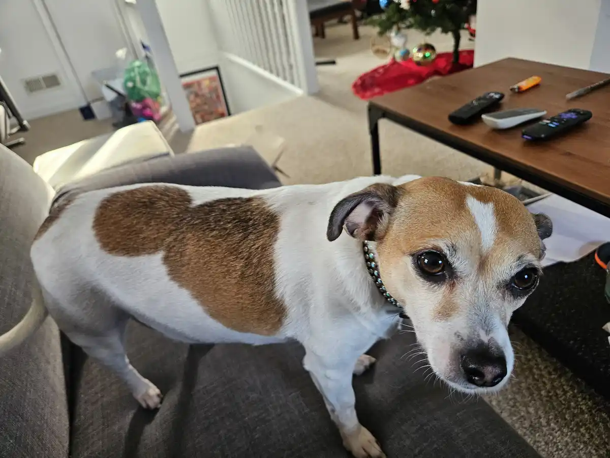 A white and brown dog with a large brown patch on its back that resembles a heart shape is standing on a gray couch, looking…