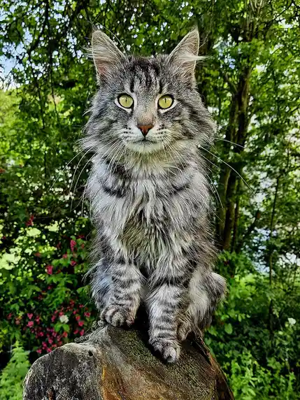 Overflowing with Fluffiness