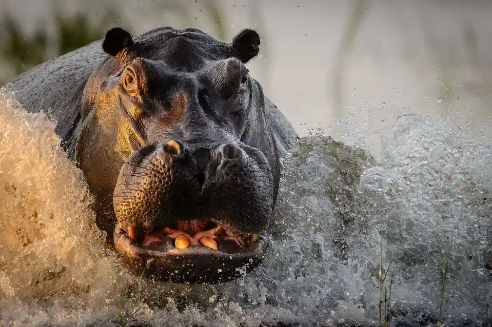 A close-up photograph of a hippopotamus emerging from water with its mouth wide open, showing its teeth, as water splashes…