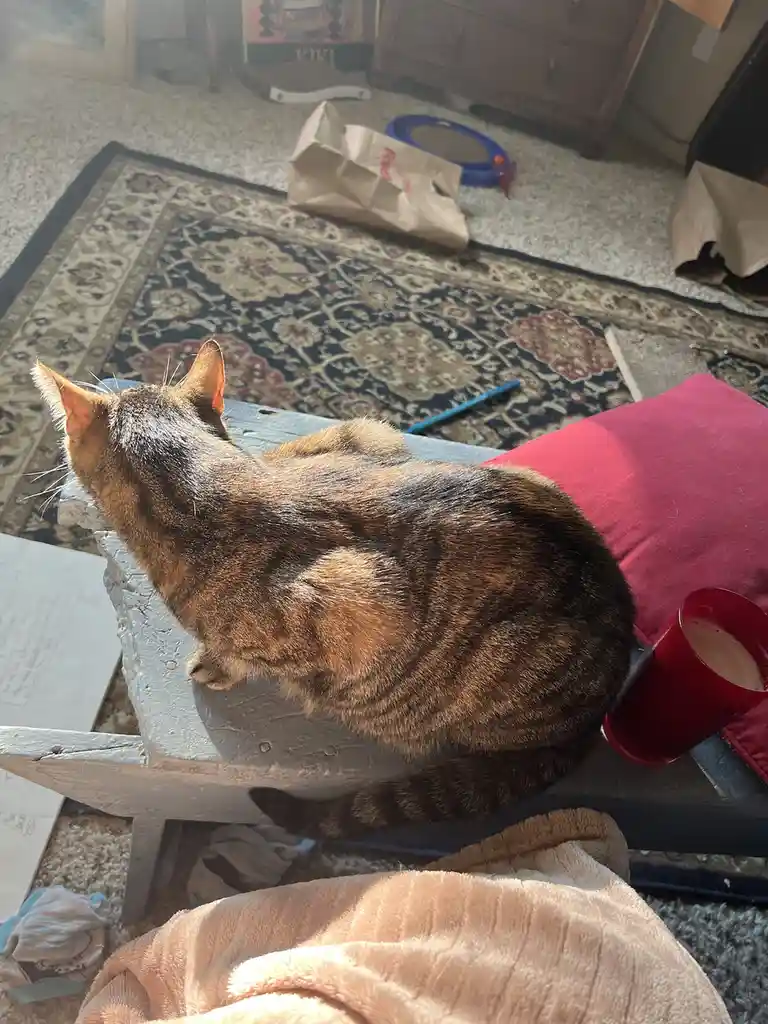 A tortoiseshell cat sits on a wooden chair, viewed from behind, with its back to the camera. The cat is in a relaxed…