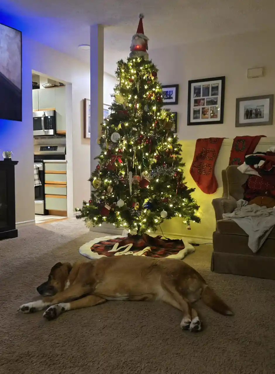 A brown dog is lying asleep on a carpeted floor in front of a decorated Christmas tree with lights, ornaments, and a gnome…