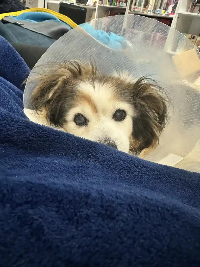 A small dog with brown and white fur, wearing a clear plastic cone collar, peeks out from under a blue blanket. The dog has…