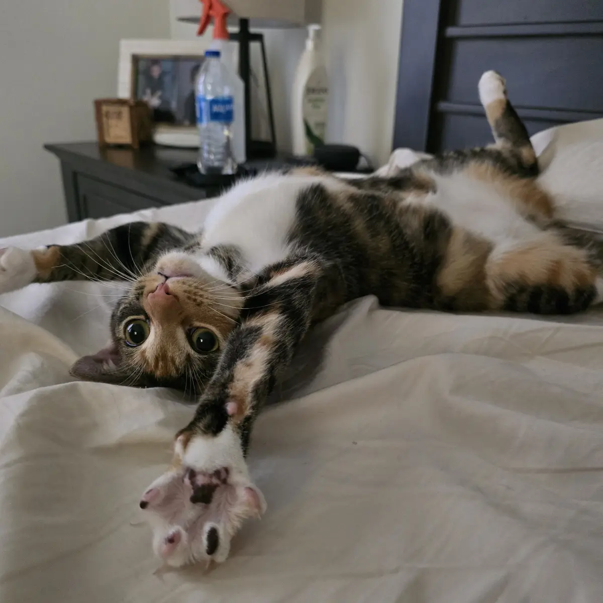 A calico cat lies on its back on a bed, stretching with one paw extended toward the camera, looking up with wide, innocent…