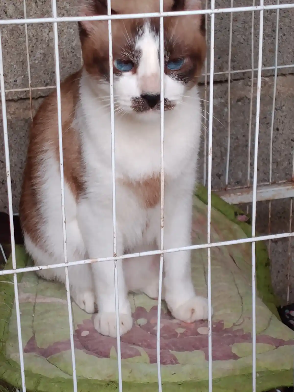 A brown and white cat with striking blue eyes sits inside a white wire cage, looking directly at the camera with a sad…