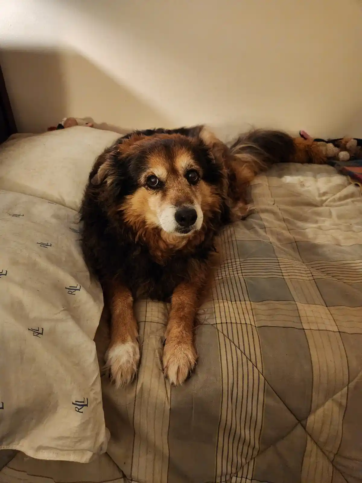 Another adorable snapshot of Peanut the dog - Day 1526