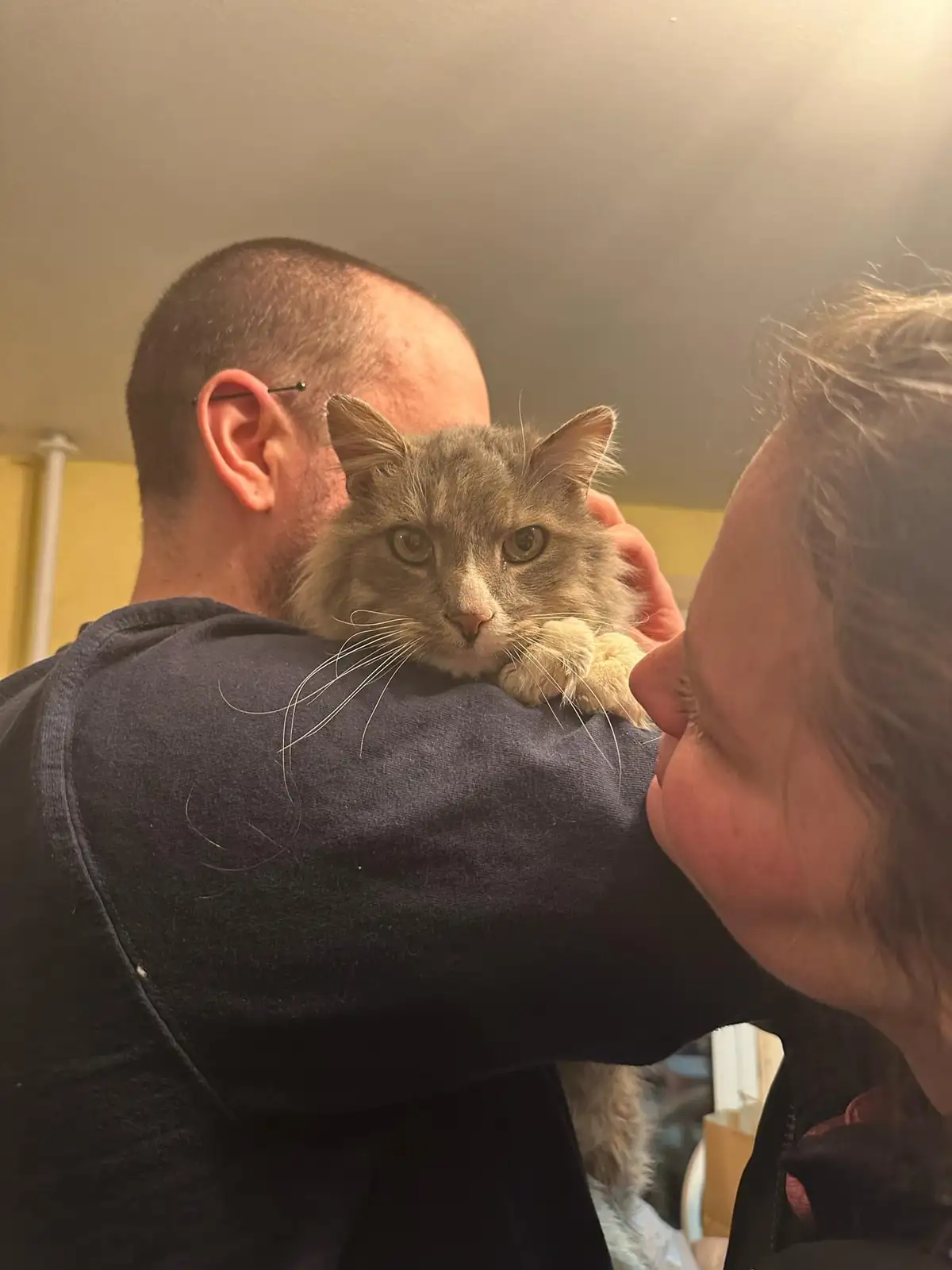 A fluffy gray cat with wide, unimpressed eyes sits on a person's shoulder while another person leans in to kiss the person…