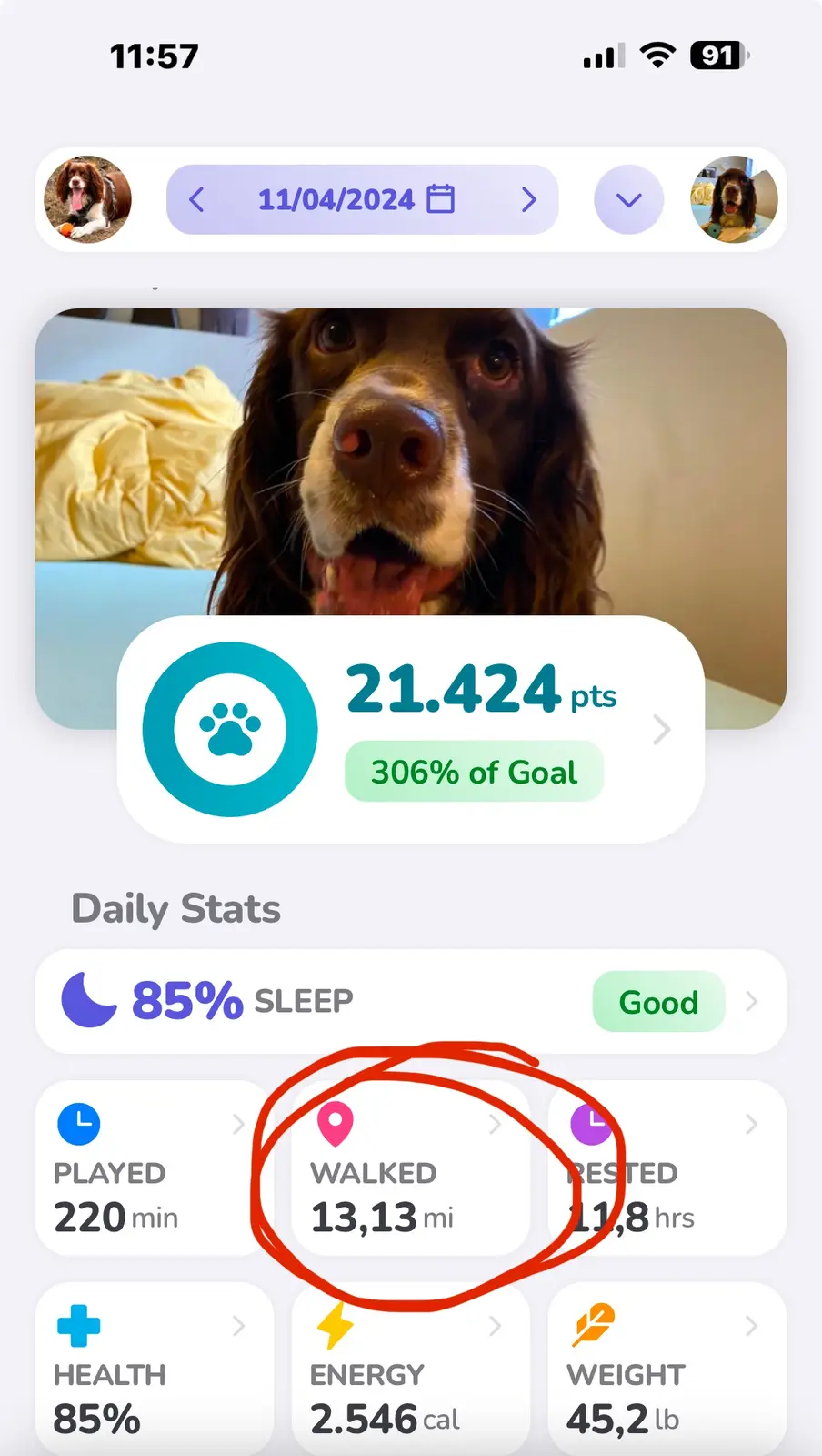 A dog's fitness app screenshot shows a 'WALKED 13,13 mi' stat circled in red, implying the dog walked an absurdly long…