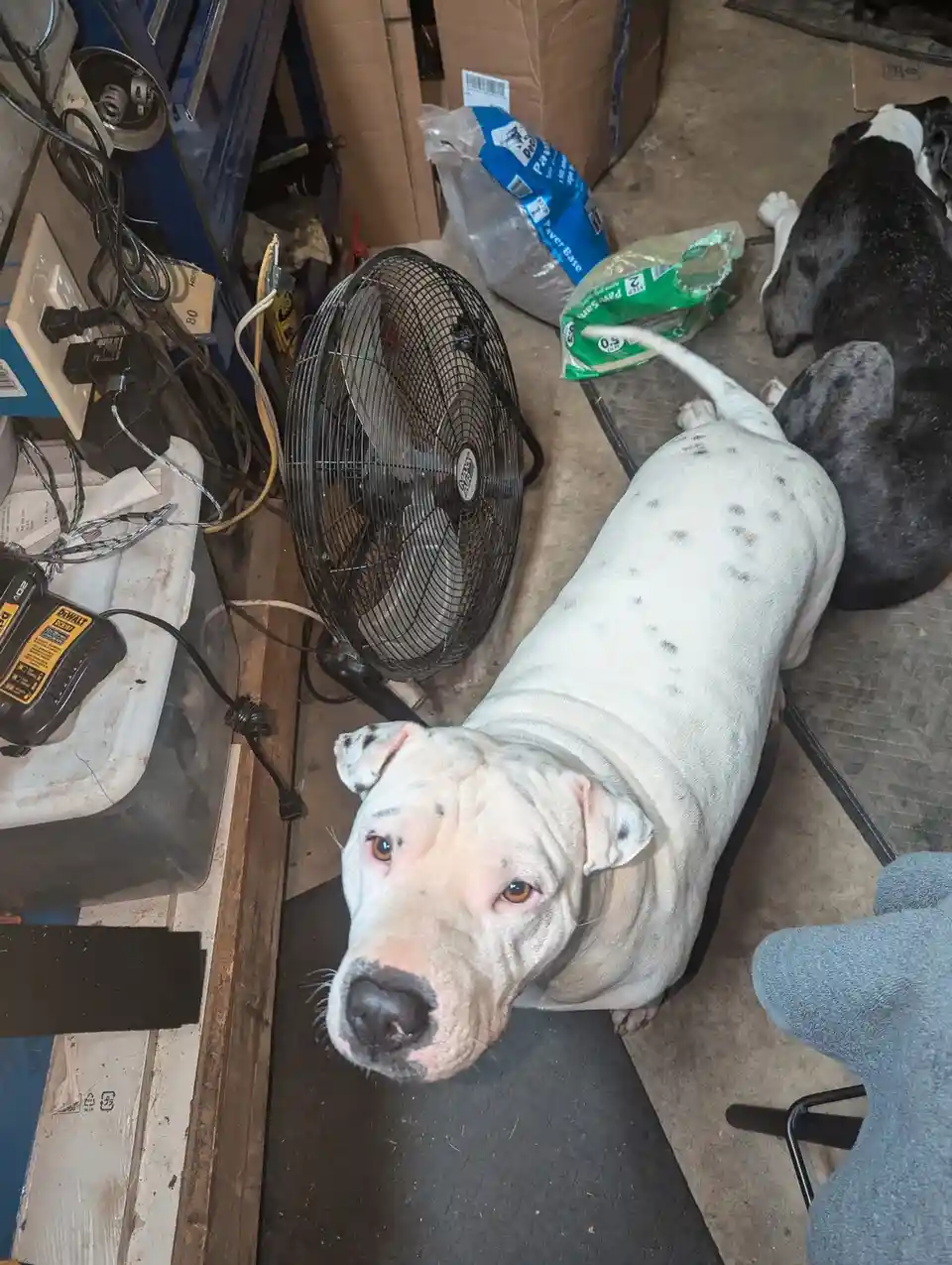 A white dog with black spots lies on a concrete floor in a cluttered garage, looking up at the camera with a tired…