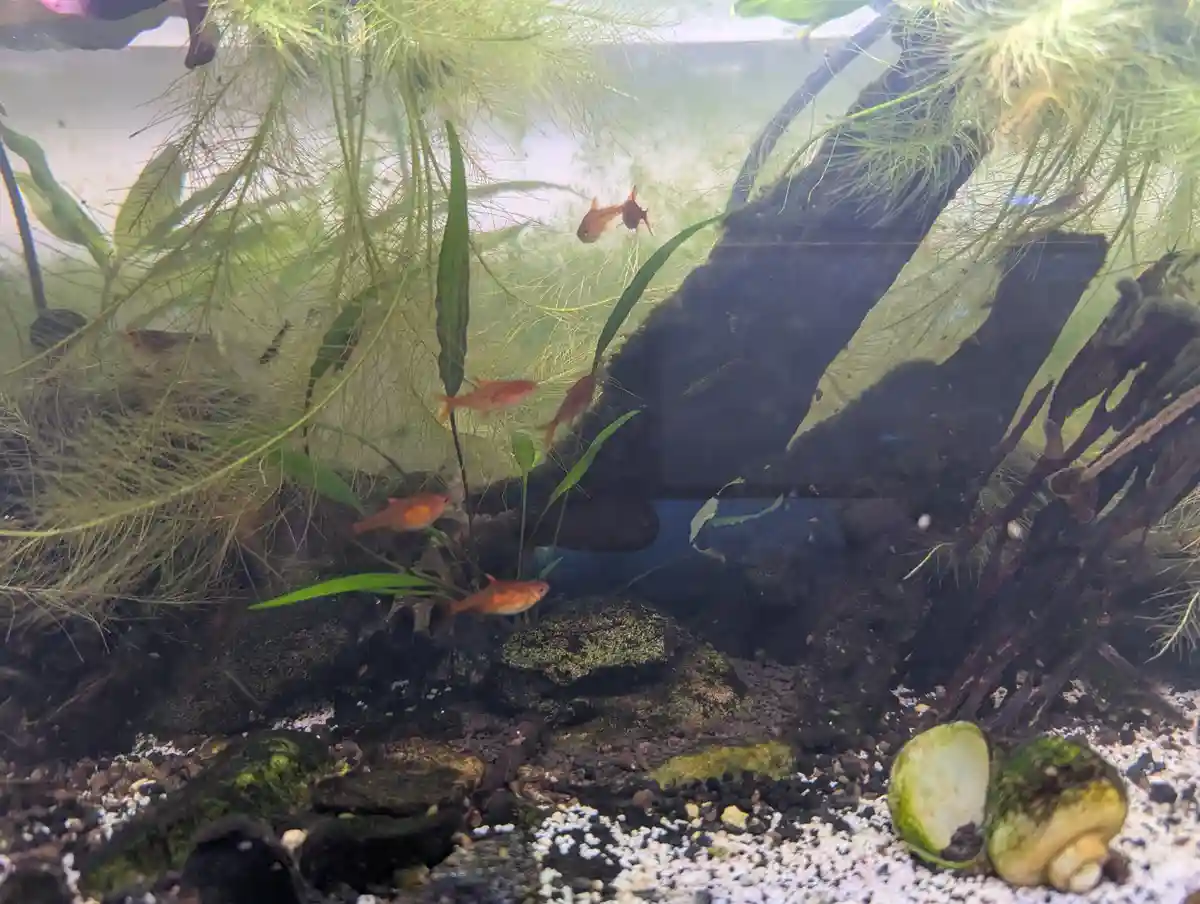 An aquarium filled with orange fish swimming among green aquatic plants, driftwood, and moss-covered rocks on a gravel…