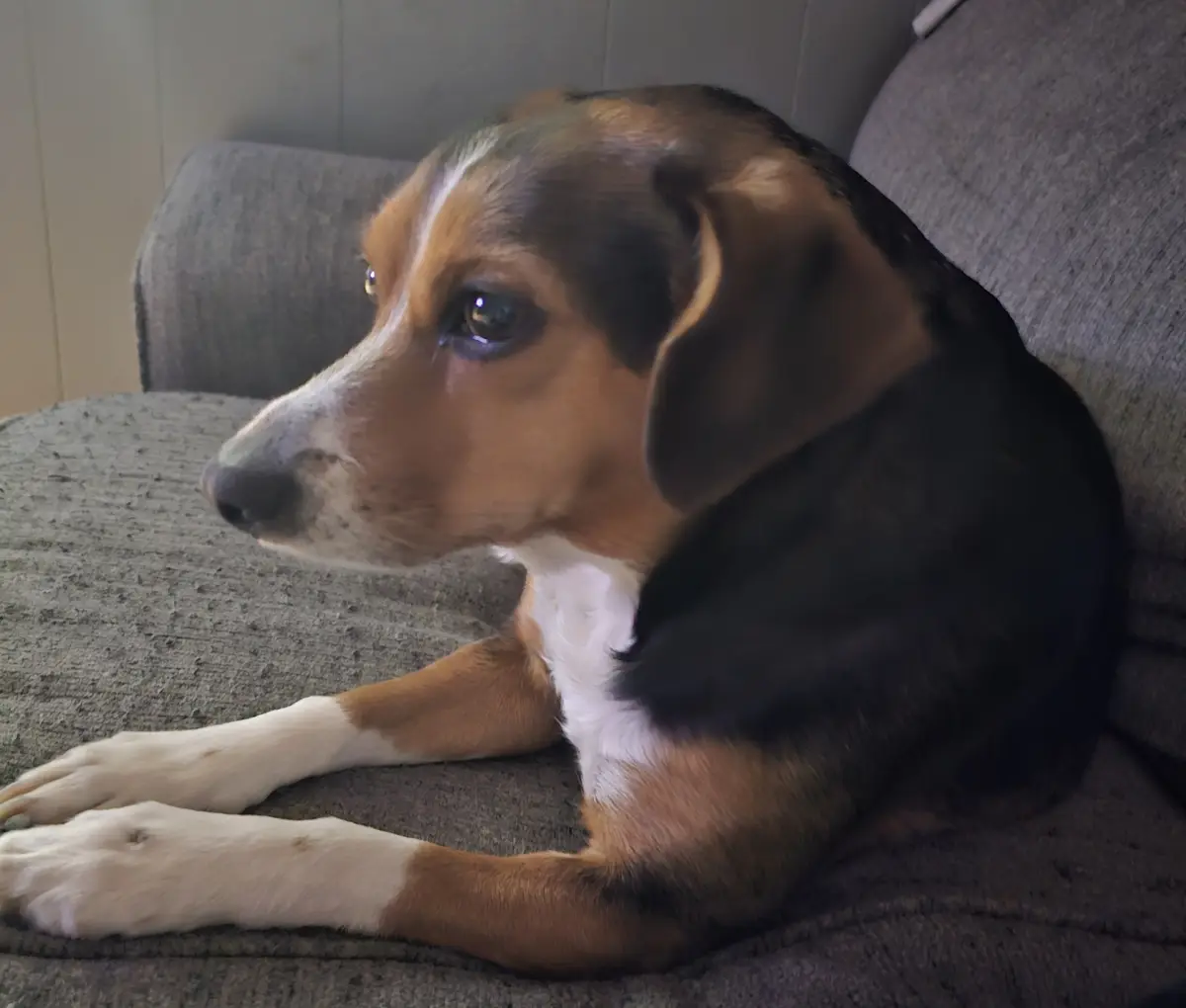 A tricolor beagle dog with brown, black, and white fur is lying on a gray couch, looking off to the side with a sad, tearful…