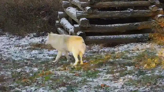 A white wolf is shown in six sequential frames walking across a snowy, grassy area with a wooden log structure in the…