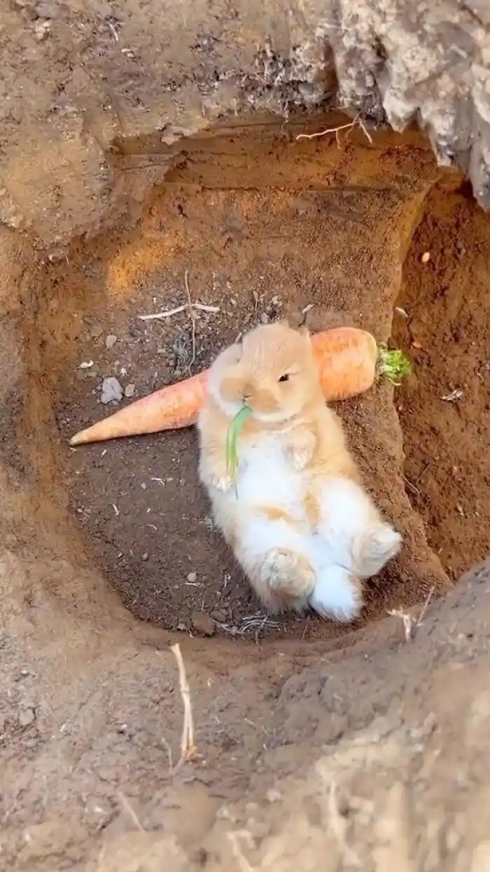 A small, fluffy, light-brown and white rabbit is lying on its back in a dirt hole, holding a green carrot top in its mouth…
