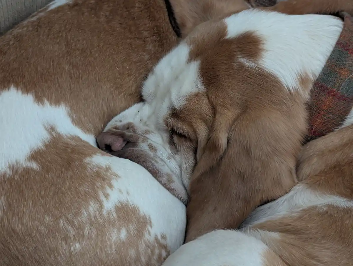 A brown and white dog is curled up sleeping on a couch, its head nestled against its body. The overlaid text reads 'i'm not…