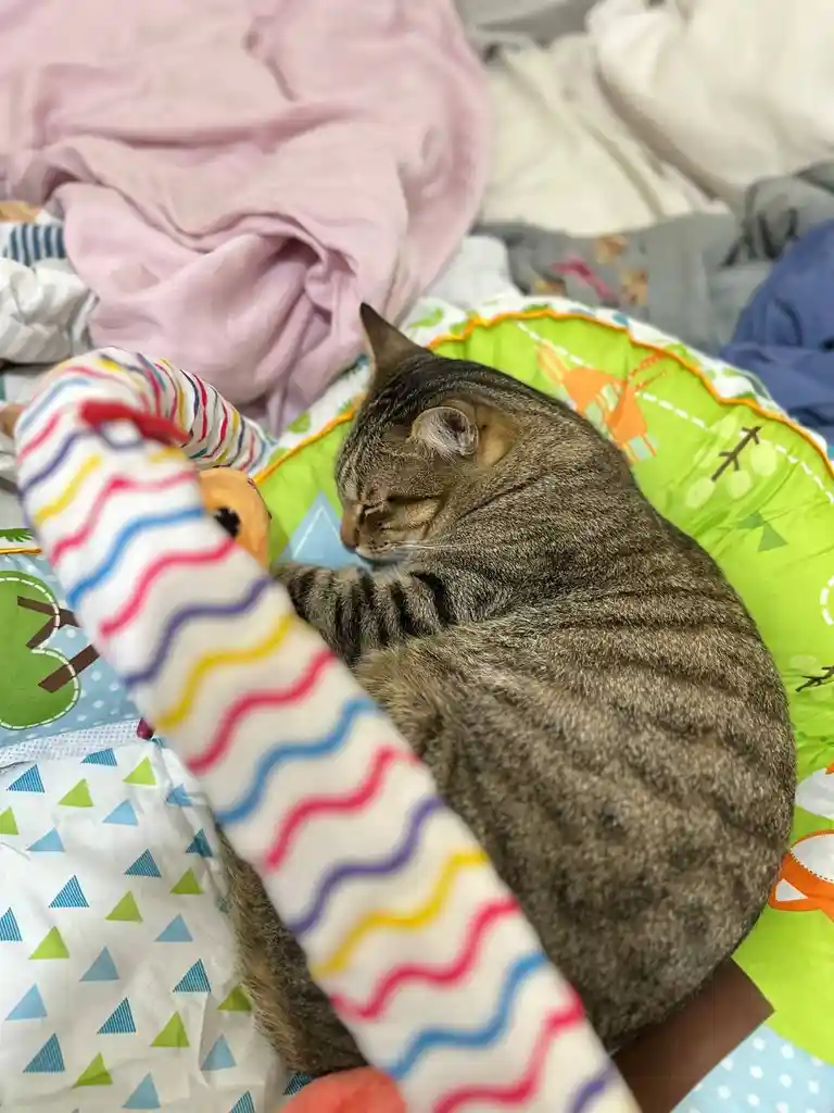 A brown tabby cat is curled up and sleeping soundly on a colorful, patterned baby play mat. The cat is nestled among soft…