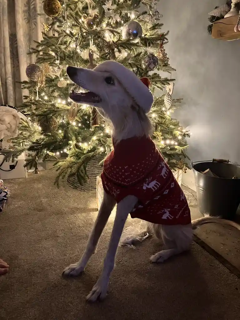 Spreading Christmas Cheer to Everyone Around!