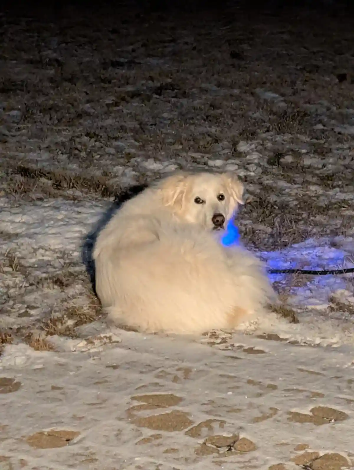 A fluffy white dog sits curled up in the snow at night, looking directly at the camera with a calm expression. A blue light…