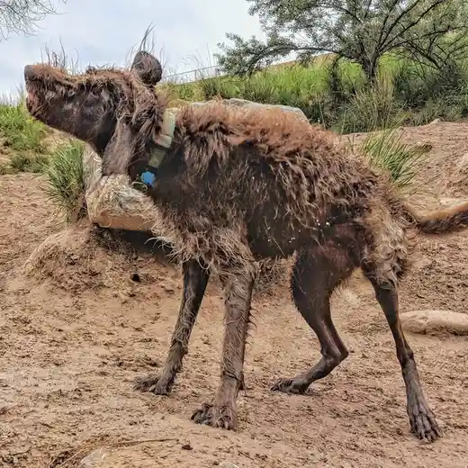 A brown, curly-haired dog stands in muddy terrain, its fur thoroughly soaked and matted with dirt, looking upward with a…