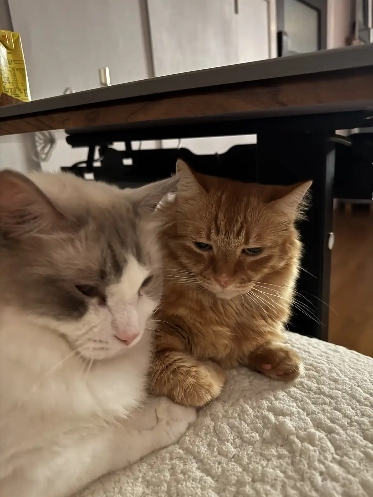 Two cats, one fluffy white and gray and one orange tabby, sit side by side under a table on a white textured blanket, both…