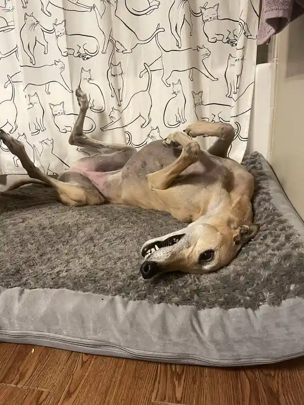 A slender, light-brown dog with a pinkish belly lies on its back on a grey, fluffy dog bed, legs in the air, mouth open in a…