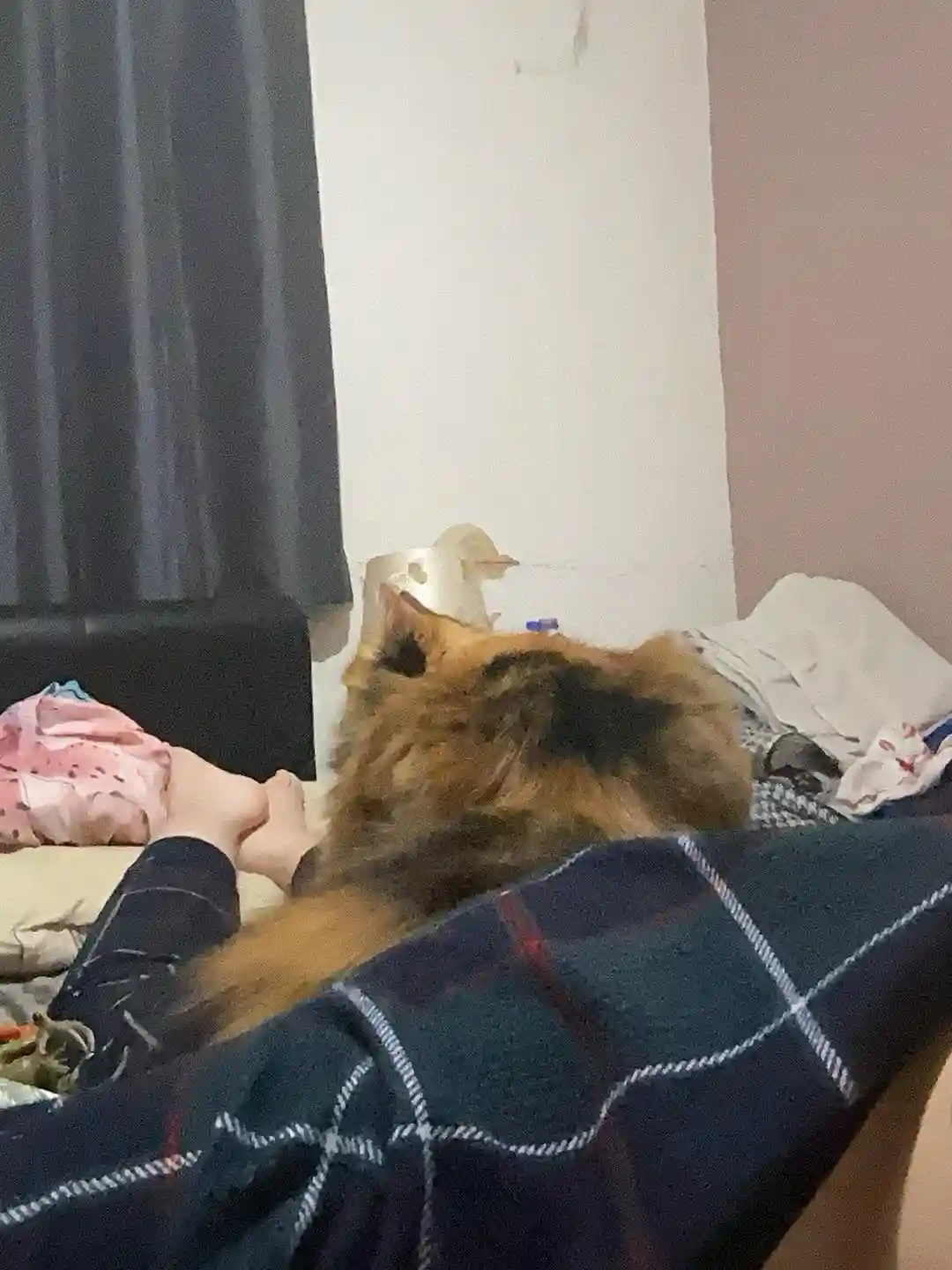 A fluffy tortoiseshell cat is curled up on a bed next to a person's arm, which is covered by a dark plaid blanket. The…