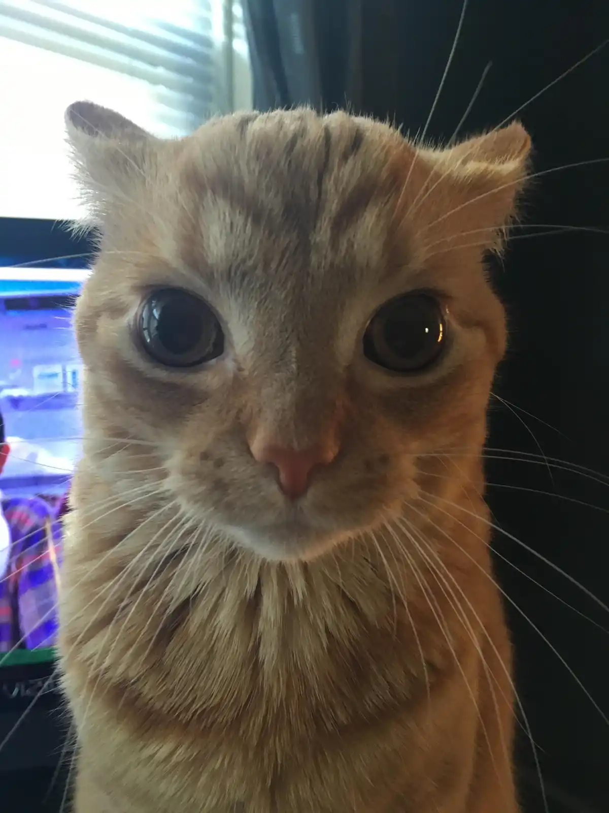 A close-up photo of an orange tabby cat with wide, startled-looking eyes staring directly at the camera. The cat's fur is…