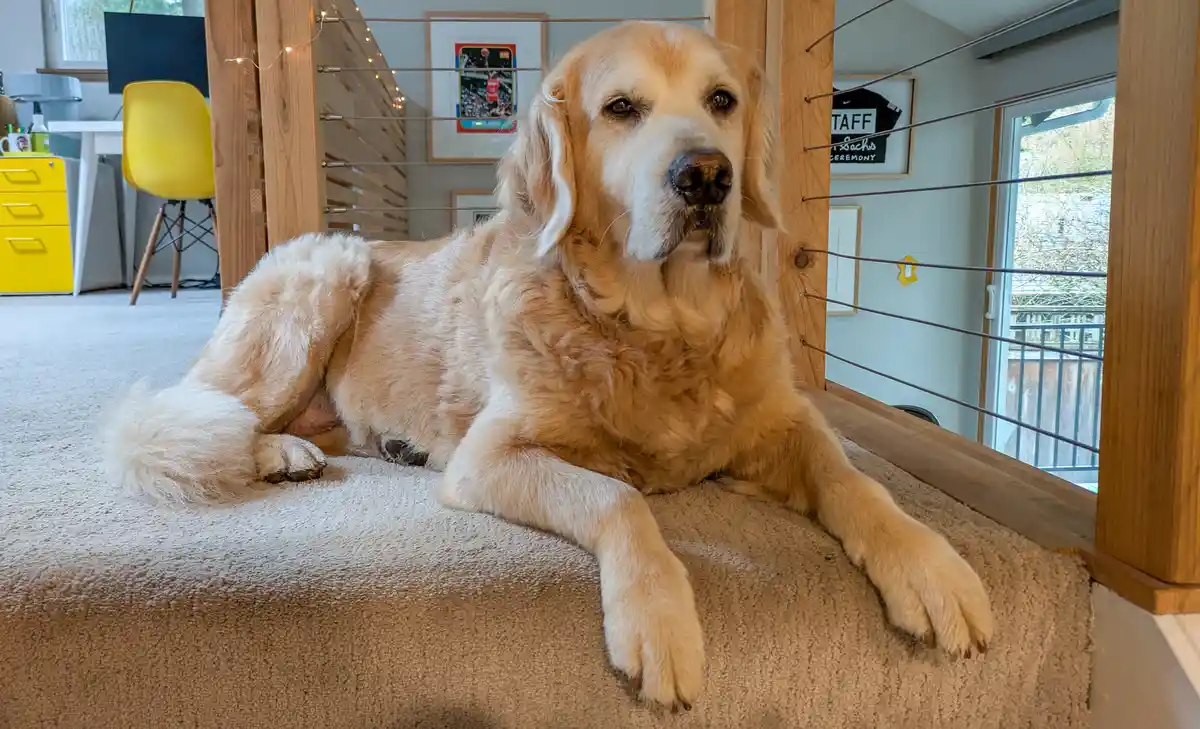 A golden retriever is lying down on a carpeted platform inside a home, looking directly at the camera with a calm, slightly…