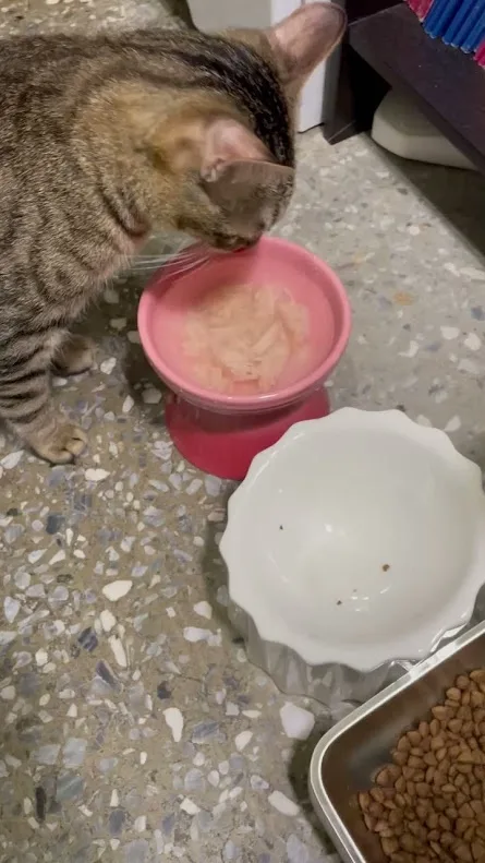 A tabby cat is drinking from a pink elevated water bowl on a speckled floor, with an empty white food bowl and a metal tray…