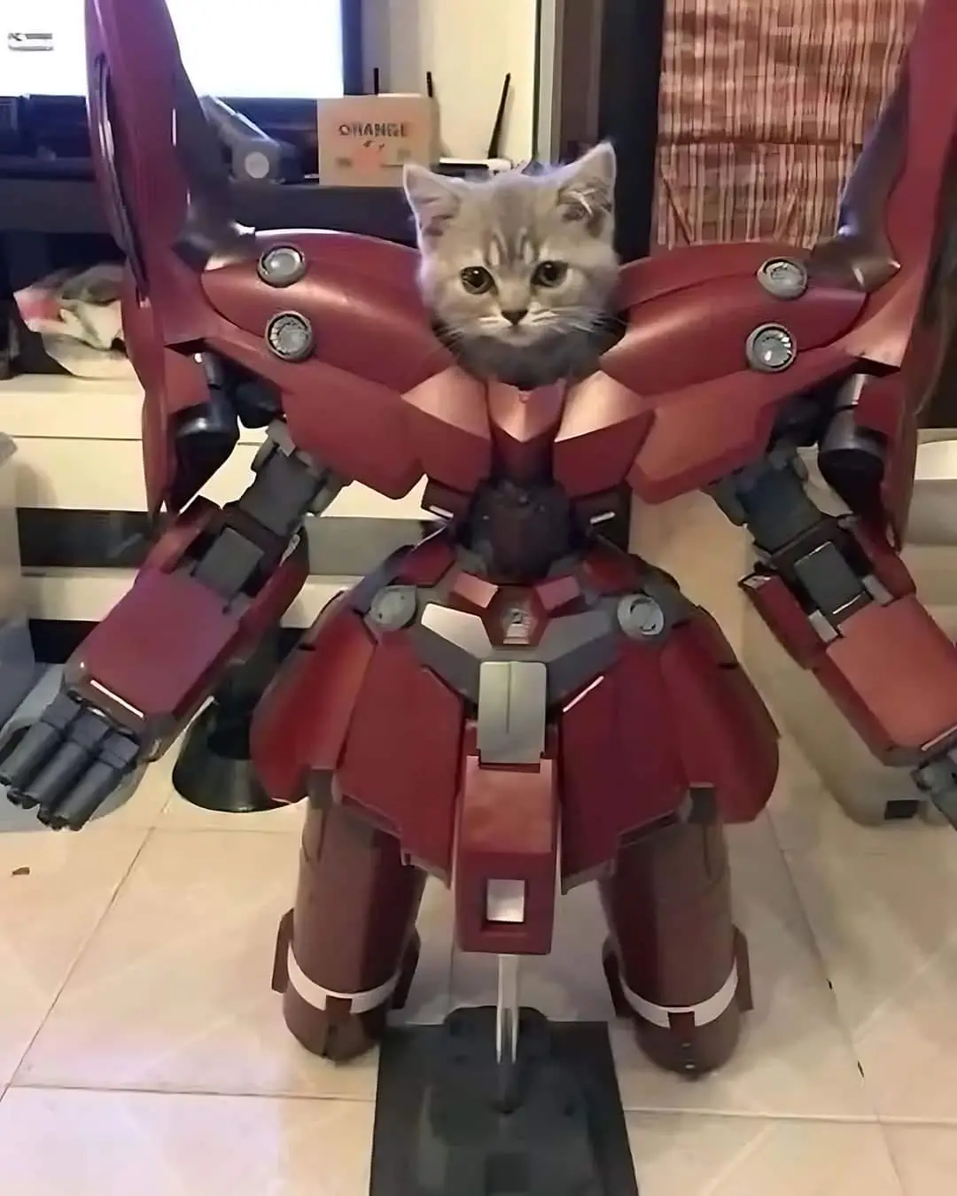 A small gray tabby kitten is peeking out from the chest opening of a large, red and silver robot mech model standing on a…