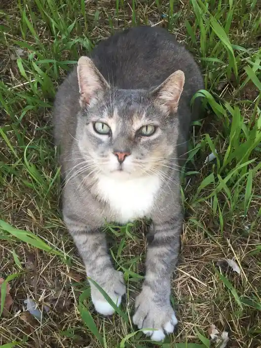 A gray tabby cat with a white chest and paws sits in green grass, looking directly at the camera with a serious, almost…