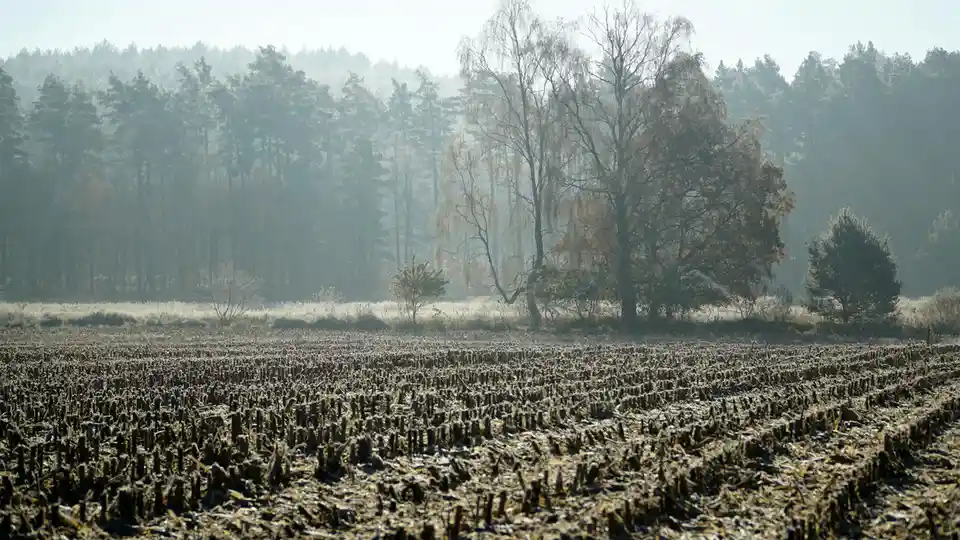 Golden light filters through misty forest depths, where ancient trees stand like sentinels. Beyond, a harvested field…