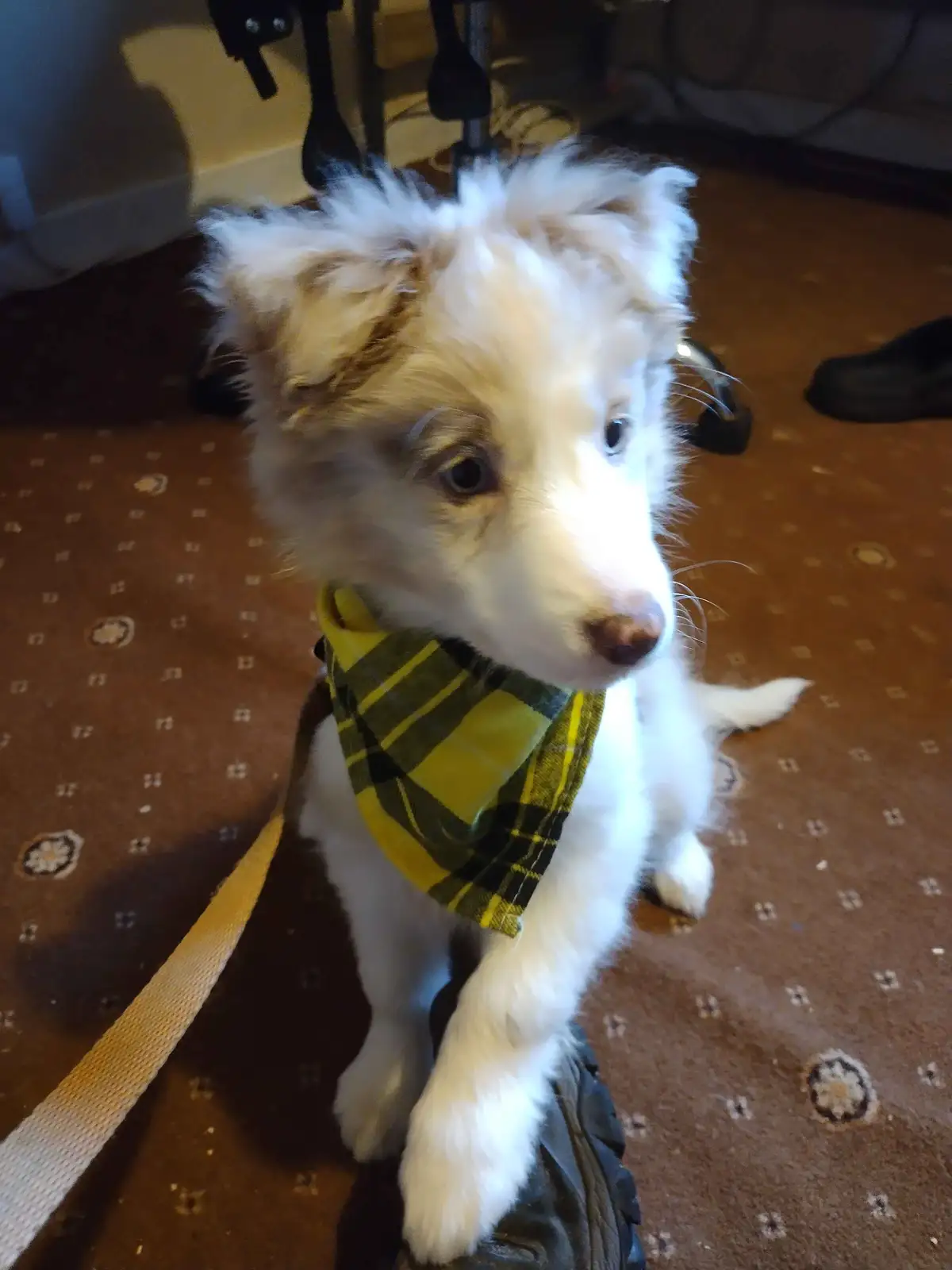 Check Out This Adorably Cute Snapshot of My Pup!