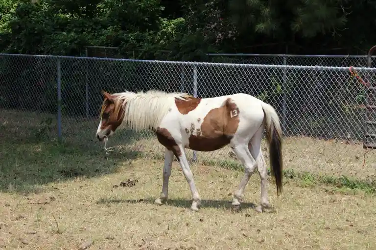 A brown and white pinto pony with the number 13 painted on its flank is walking in a grassy enclosure behind a chain-link…