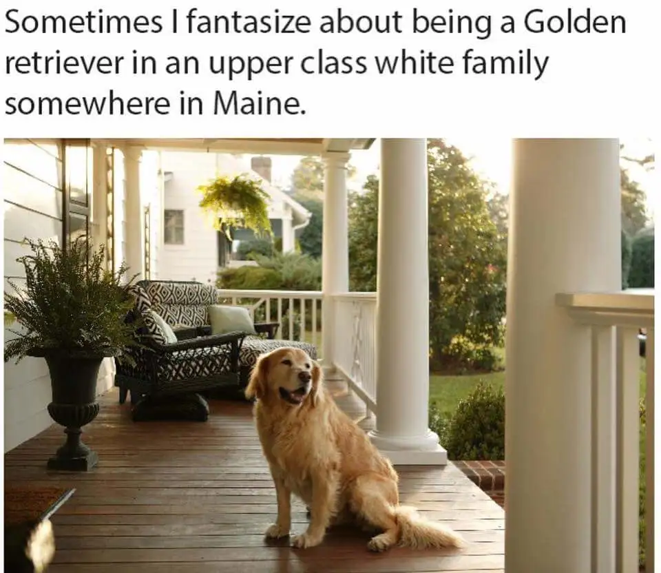 A golden retriever sits calmly on a wooden porch of a white house with white columns, surrounded by lush greenery and…