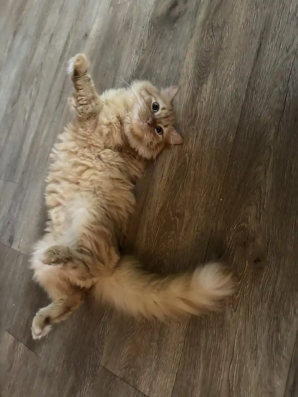 A fluffy, ginger-colored cat lies on its back on a wooden floor, one paw raised in the air, looking up with wide, innocent…