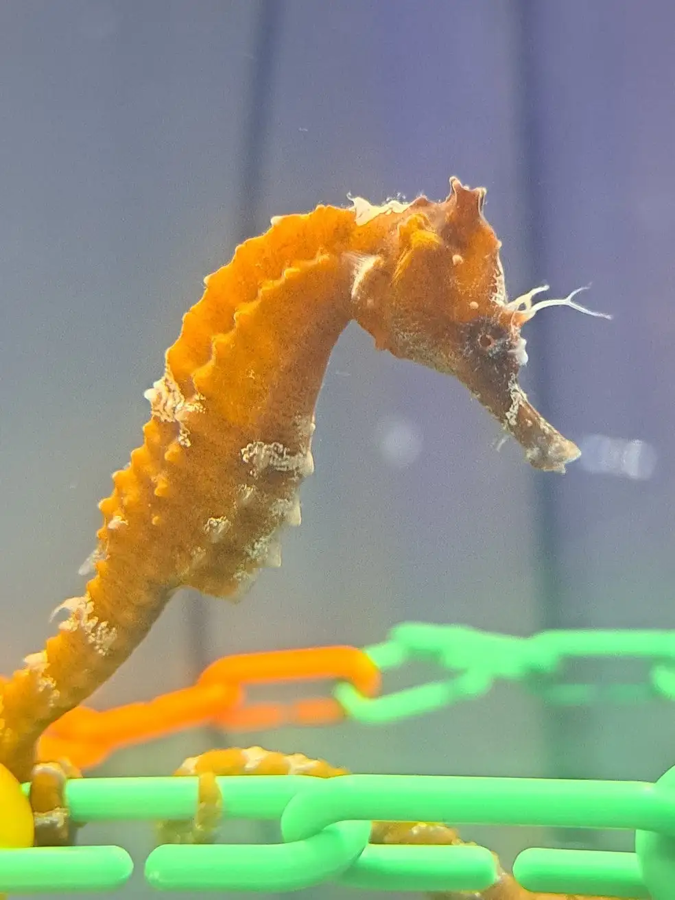 A close-up photo of an orange seahorse with a curved neck and textured body, clinging to a bright green plastic chain-link…