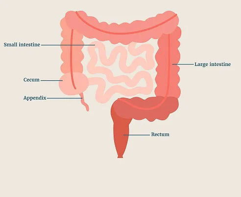 The image displays six labeled diagrams of the human digestive system, arranged in two rows of three. The top row shows the…