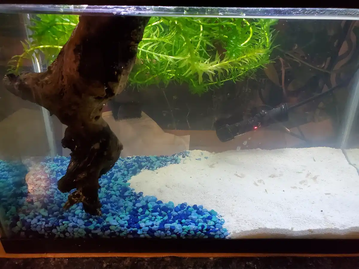 An aquarium with a dark driftwood decoration, bright green aquatic plants, and a substrate of blue gravel and white sand…