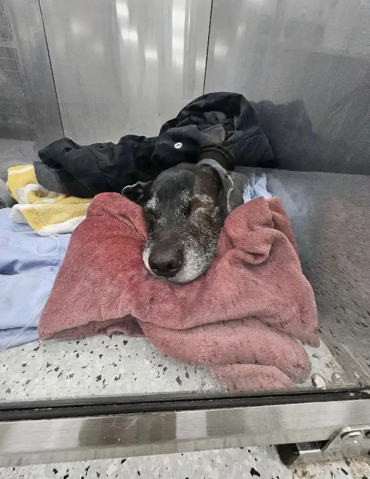 An elderly, tired-looking dog with gray muzzle and dark eyes rests its head on a pink towel inside a stainless steel animal…