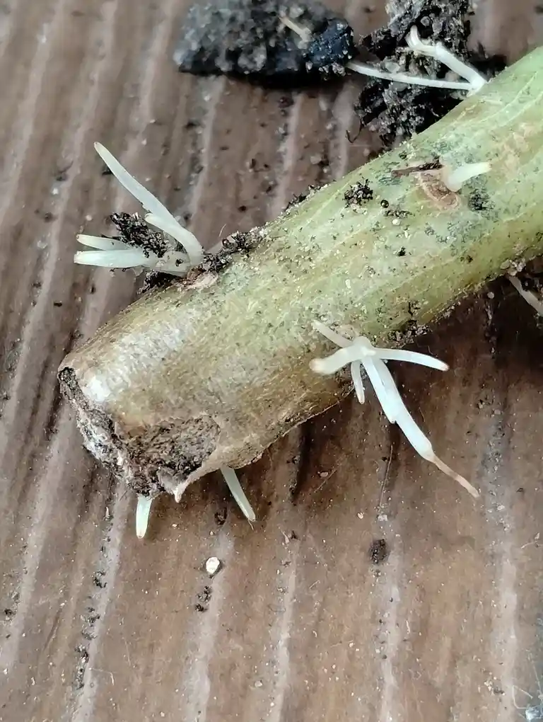 A close-up photo shows a green plant stem with several white, root-like structures sprouting from its sides, resembling…