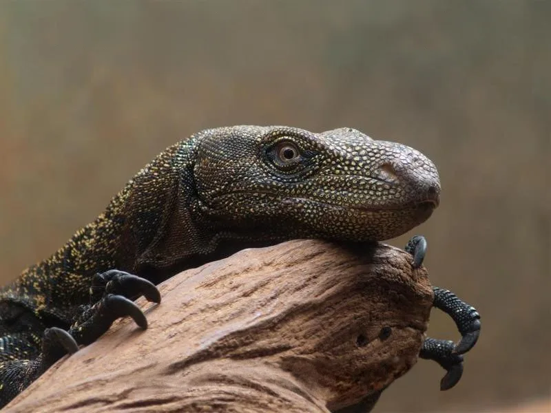 A close-up photo of a monitor lizard resting its head on a piece of wood, looking calm and composed. The image has text…