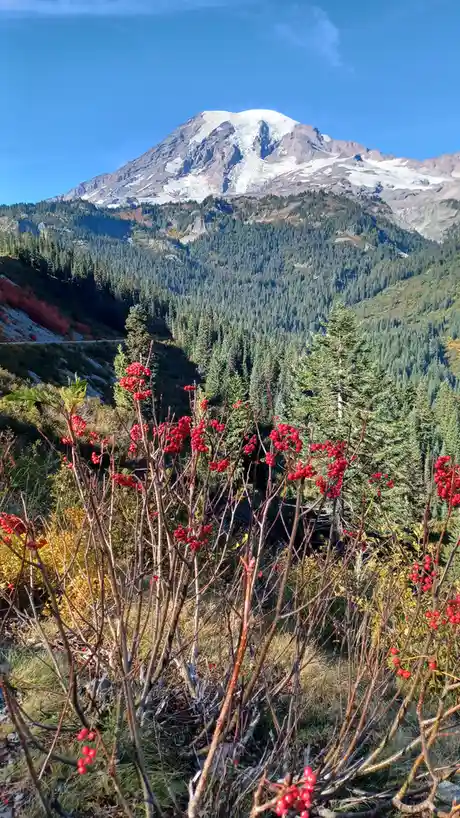 Exploring the Beauty of Mt. Rainier National Park