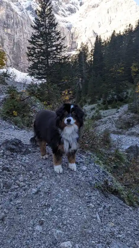 A fluffy black, white, and tan dog stands on a rocky mountain trail, looking directly at the camera with a calm expression…