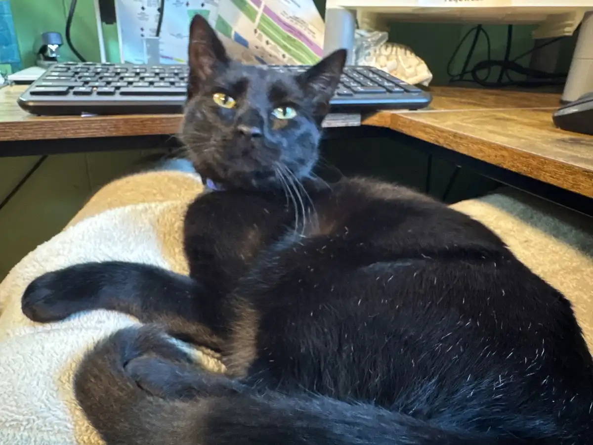 A black cat with yellow-green eyes lounges on a beige and white blanket on a wooden desk, looking directly at the camera…