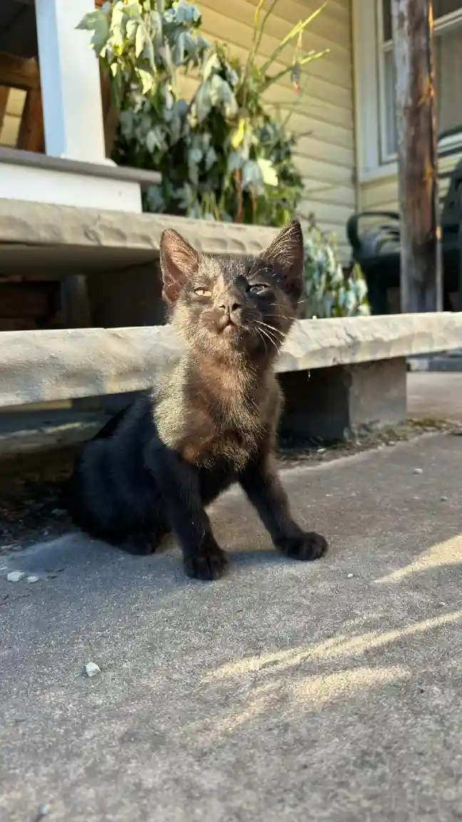 A black kitten sits on a concrete porch step, looking upward with one yellow eye and one blue eye, giving it a human-like…