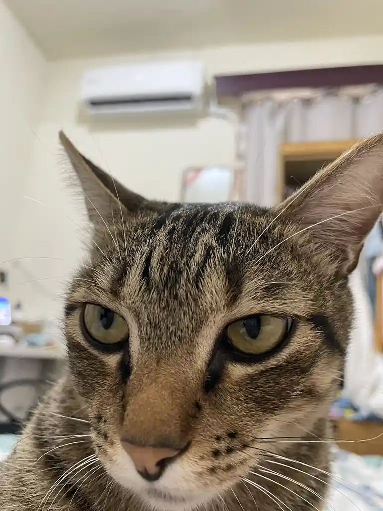 Just Another Cute Cat Picture