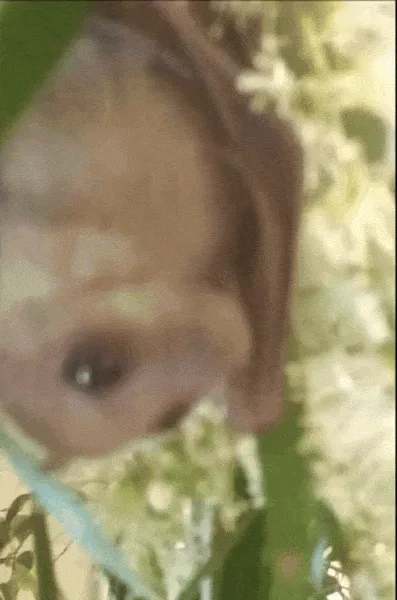 A sequence of six images shows a small brown bat hanging upside down among green leaves and white flowers, slowly turning…