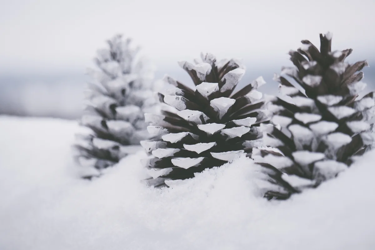 The Enigmatic Winter Pinecone